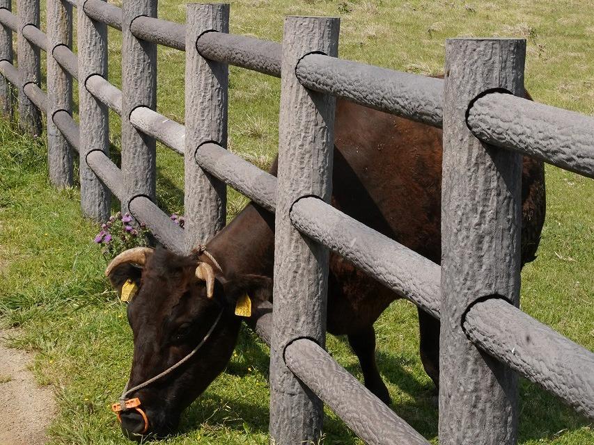 写真：柵から顔を出している牛