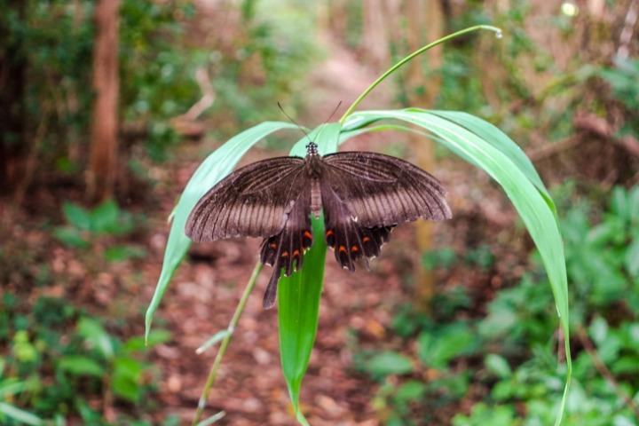 写真：黒い蝶々