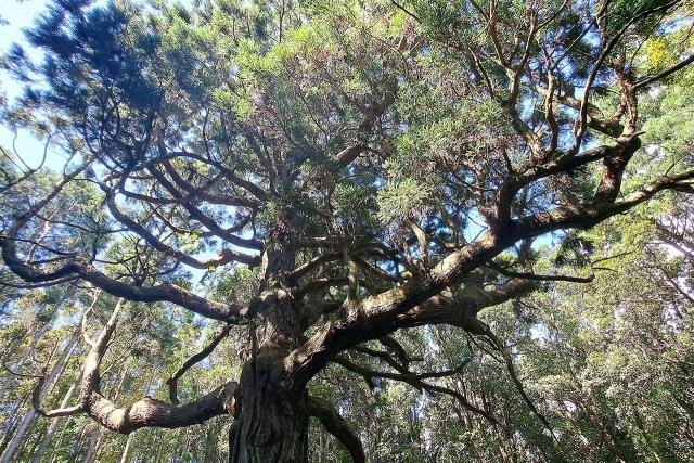 写真：下から見上げる木