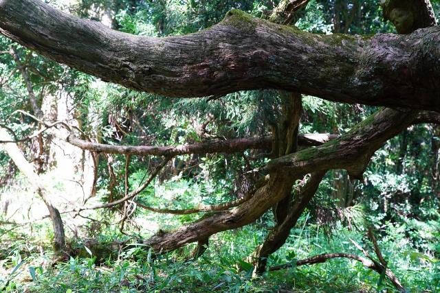 写真：古木から延びる枝