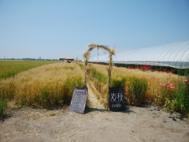 麦畑の画像