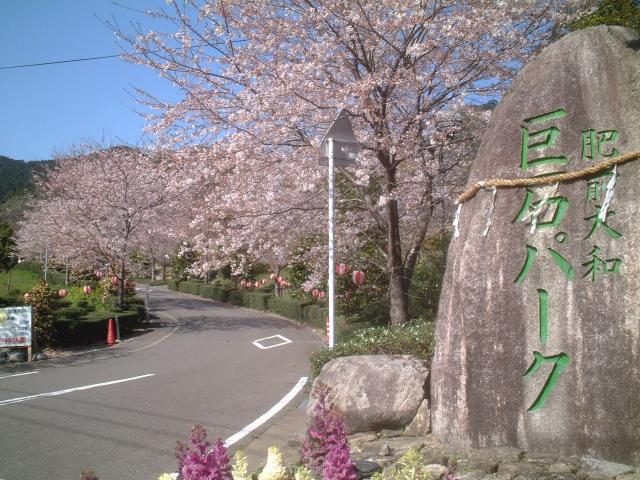 巨石パークの桜の画像