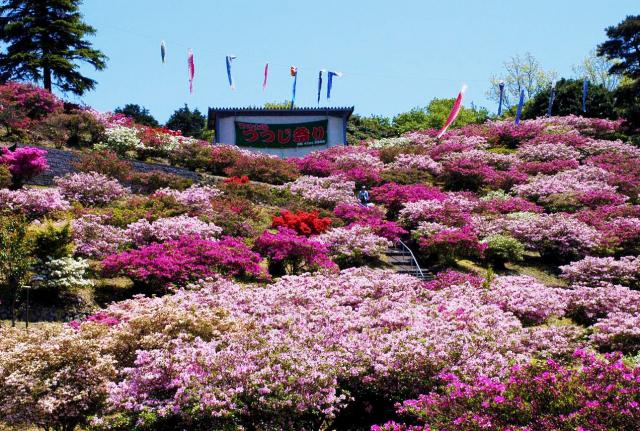 写真：こいのぼりが飾られた会場と斜面に咲く色とりどりのつつじ