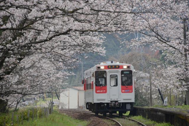 浦ノ崎駅周辺の桜と電車の写真