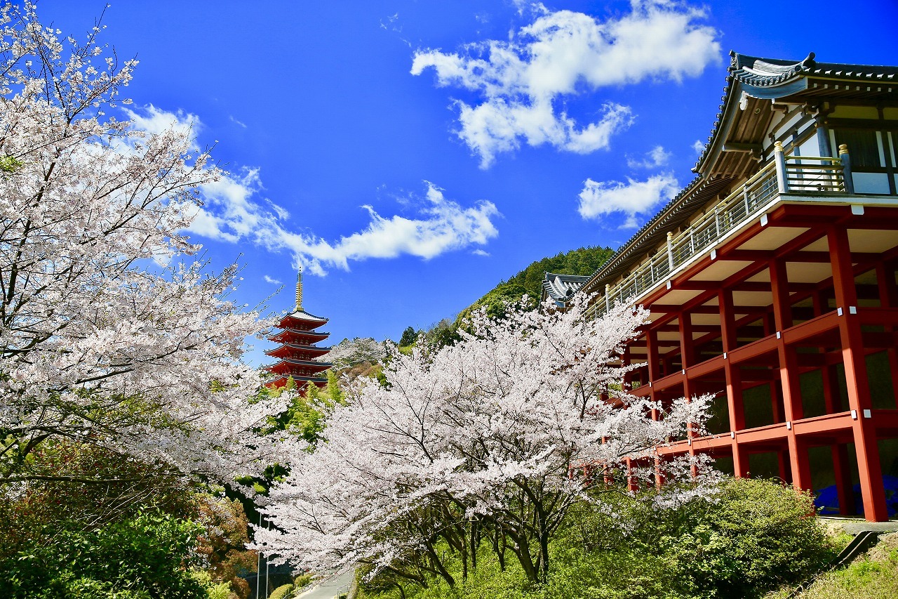 写真：桜と 本福寺
