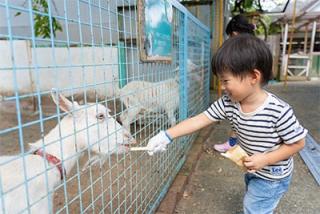 写真：子供がヤギに餌を与えている様子