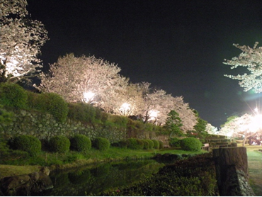 写真：ライトアップされた夜桜