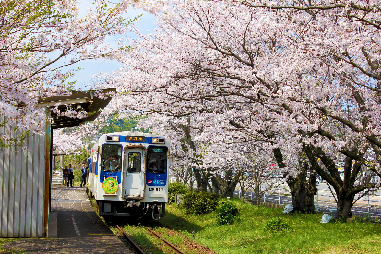 桜の中を通る電車の写真、2枚目