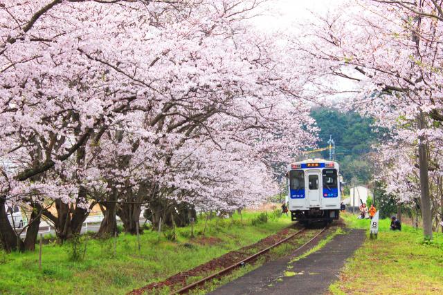 桜の中を通る電車の写真、1枚目