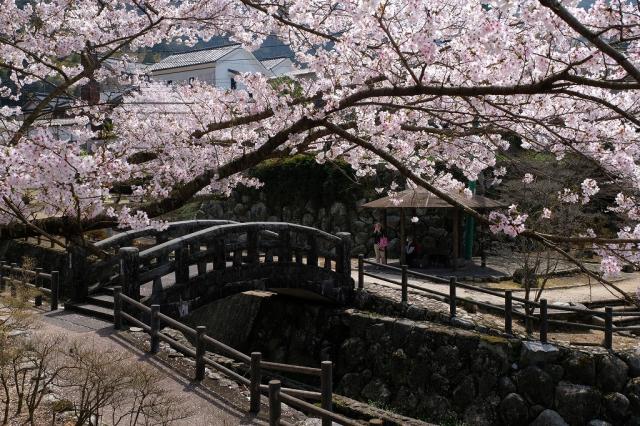 写真：藩窯公園の桜の様子