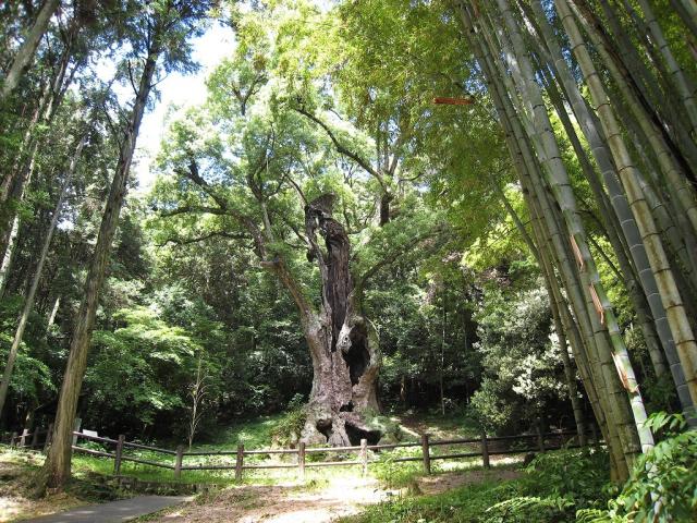 写真：高くそびえる楠の木