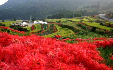 写真：江里山ひがん花まつり