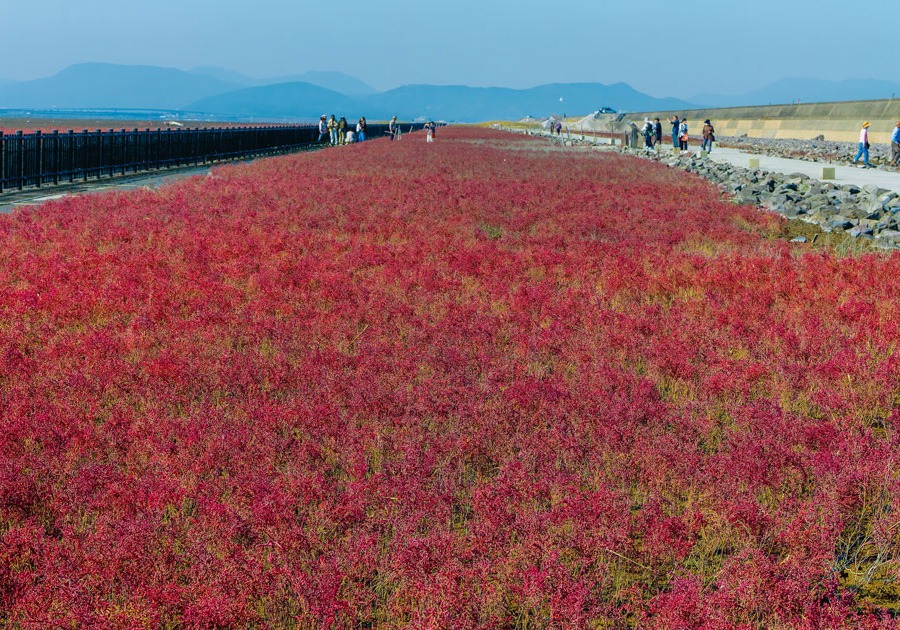 写真：シチメンソウ群生地の様子