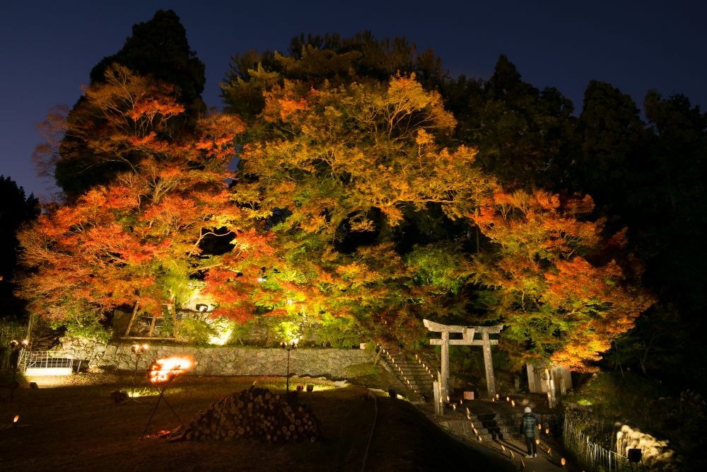 写真：夜間ライトアップされた大山祇神社の紅葉の様子