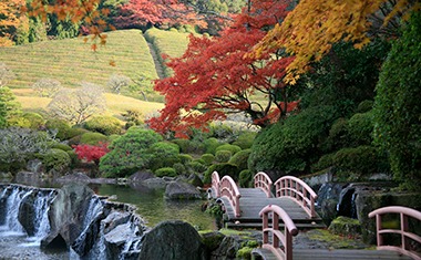 写真：紅葉した慧洲園 の様子