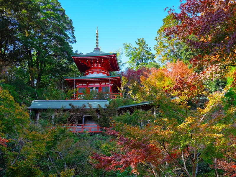 写真：境内の木々が紅葉した高野寺の様子