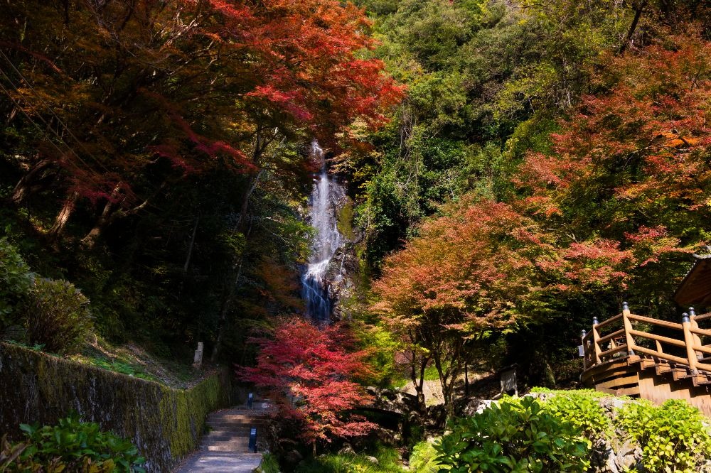 写真：周辺の木々が紅葉している清水の滝の風景