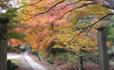 写真：大聖寺の境内が紅葉している様子