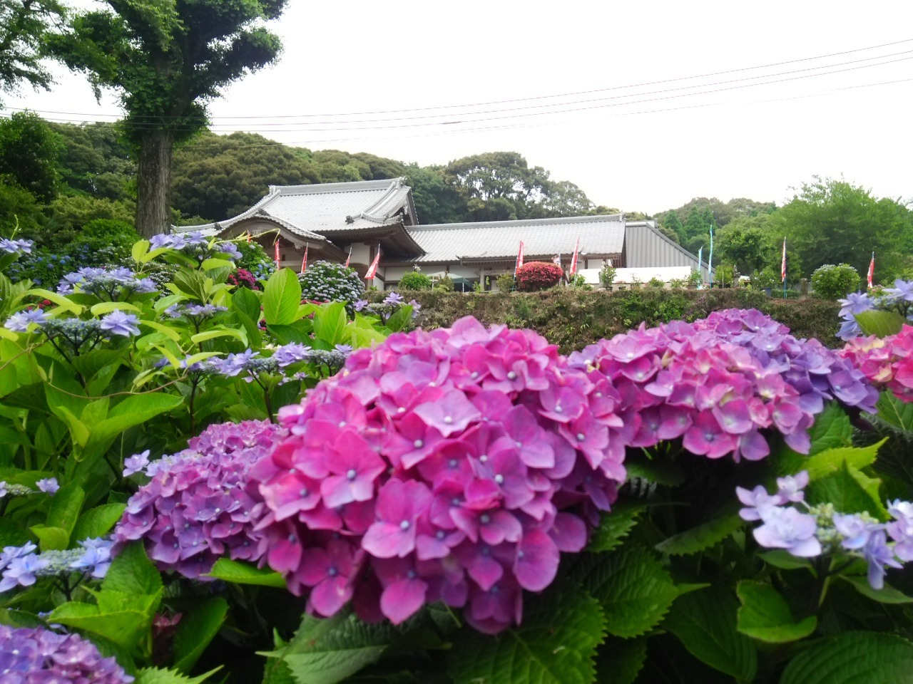 写真：奥にお堂があり、手前に紫色の花が咲いているあじさいの木がある風景