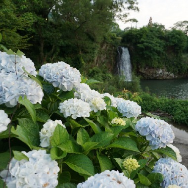 写真：手前に薄青色の花がたくさん咲いたあじさいの木があり、奥に滝が流れ落ちている風景