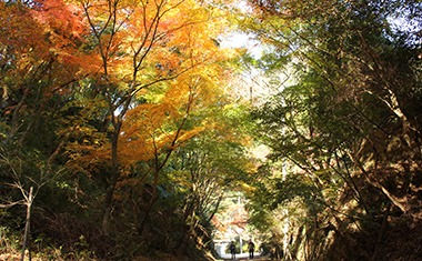 写真：泉山磁石場周辺の木々が紅葉している風景