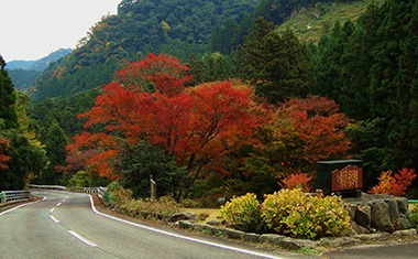 写真：県道沿いの山々が紅葉している様子