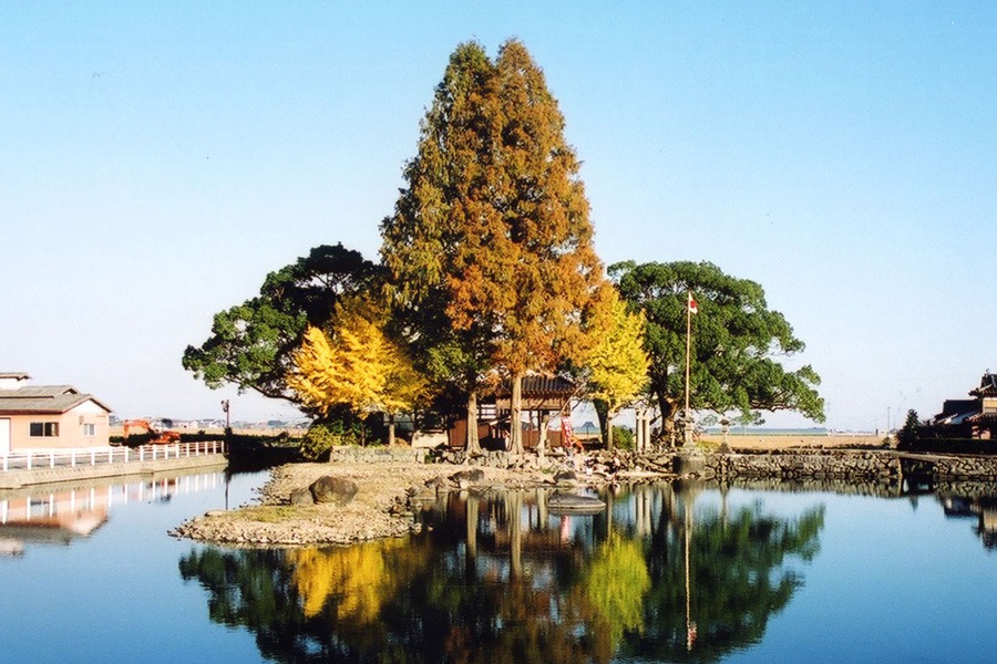 写真：縫ノ池のほとりのメタセコイアが紅葉している様子