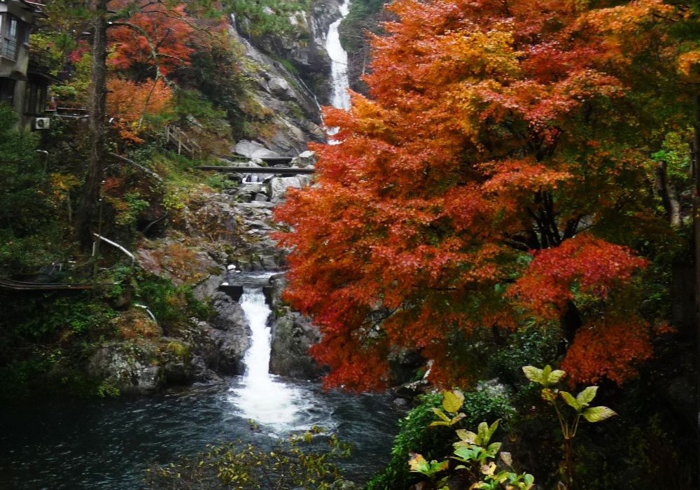 写真：周辺の木々が紅葉している見帰りの滝の様子