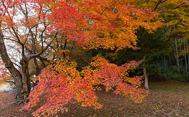 写真：武雄市文化会館庭園の紅葉の様子