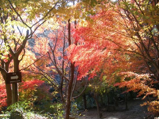 写真：桜山公園の紅葉の様子