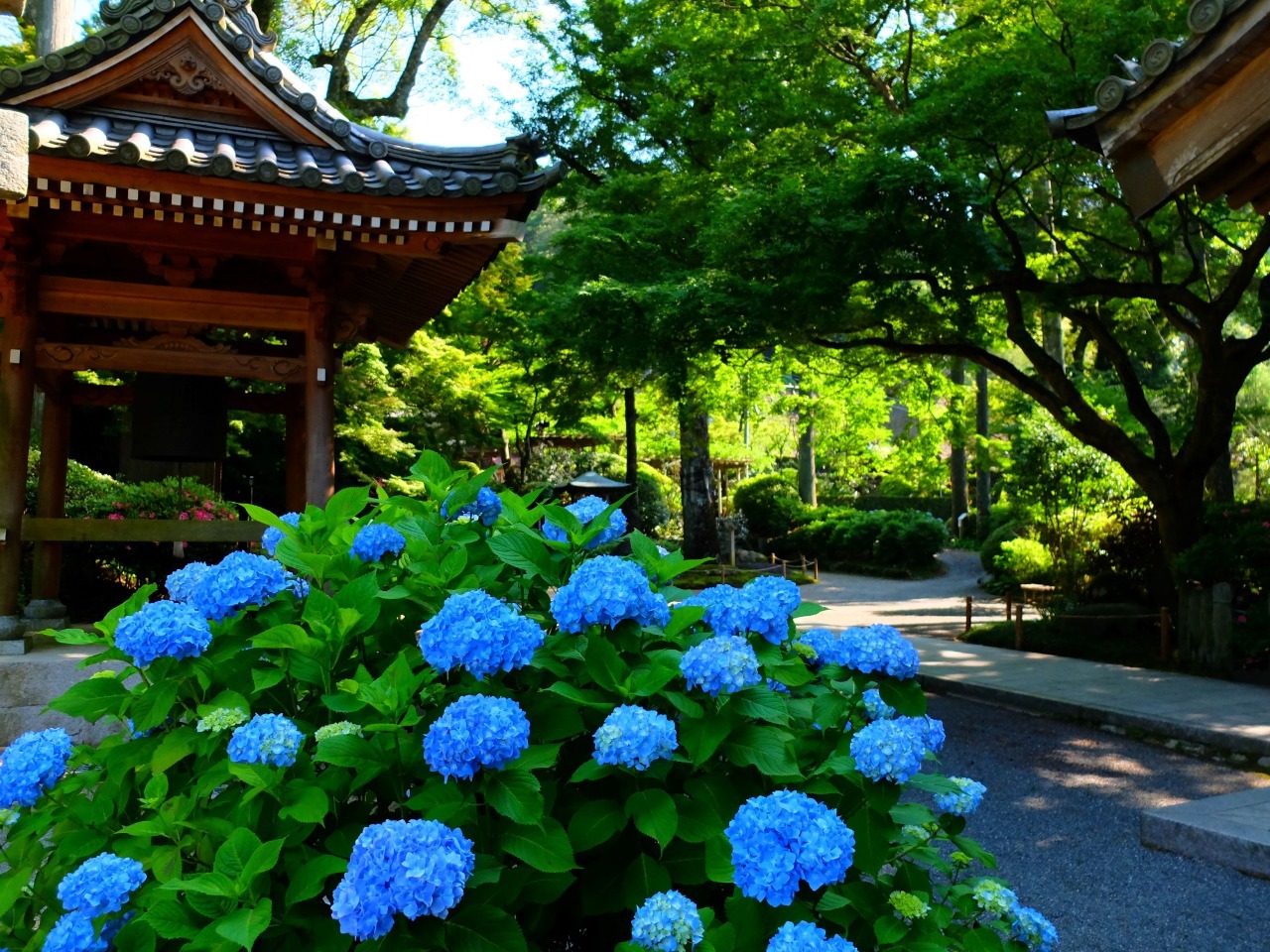 写真：奥にお堂があり、手前に青い花が咲いているあじさいの木がある風景