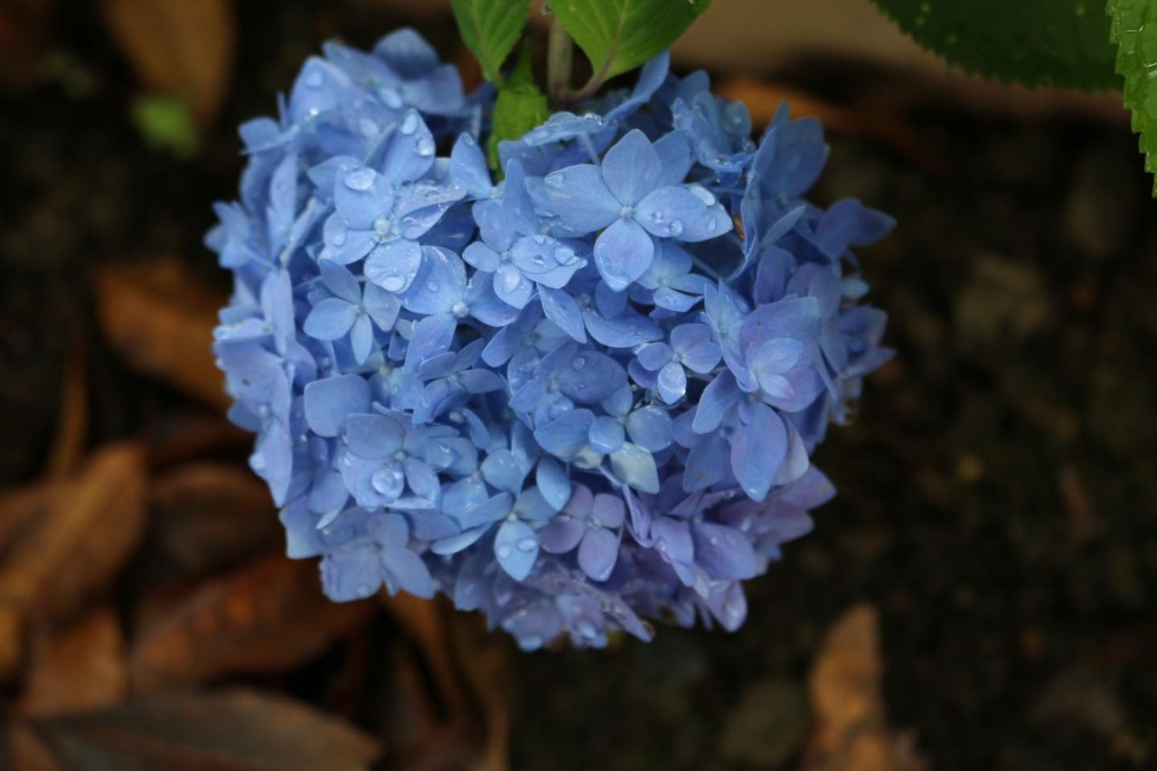 写真：青いあじさいの花