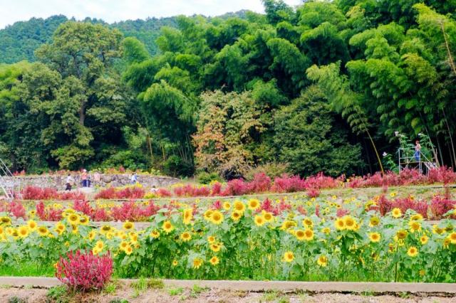 写真：山田ひまわり園の風景。手前にヒマワリの群生、奥に石垣がありその上にケイトウの群生がある