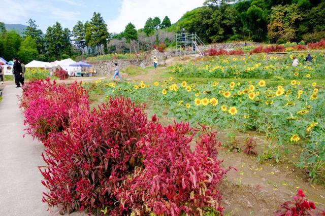 写真：ヒマワリ畑と並行して植生しているケイトウの様子