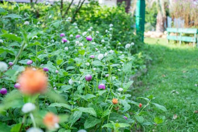 写真：花壇に群生している草花