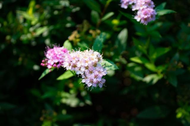 写真：花を咲かせた木