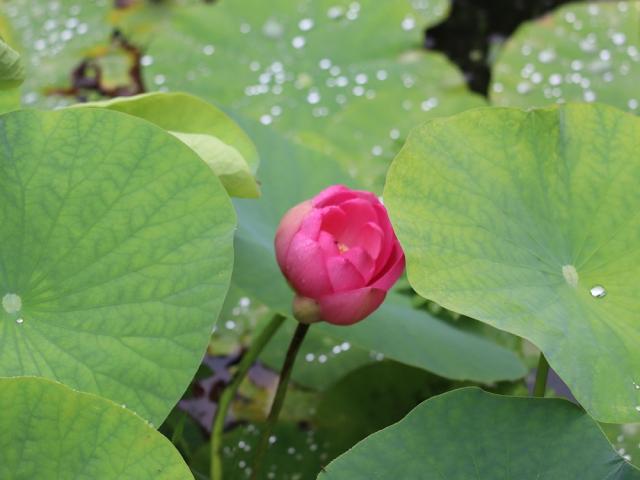 写真：開きかけている二千年ハスのつぼみ