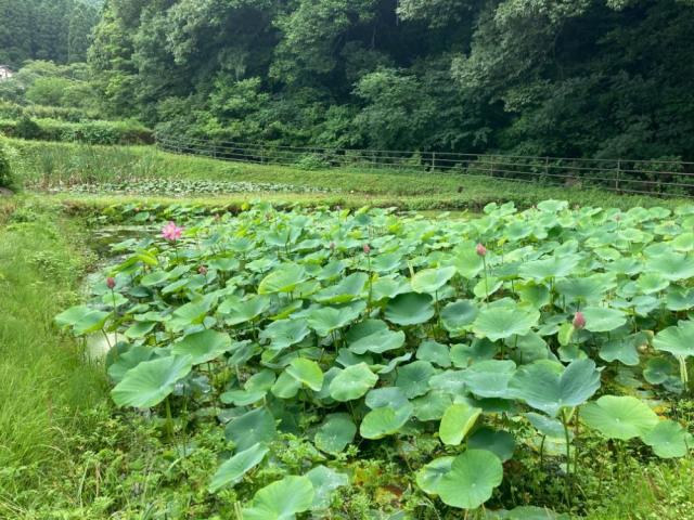 写真：二千年ハスが群生しているハス池の全景