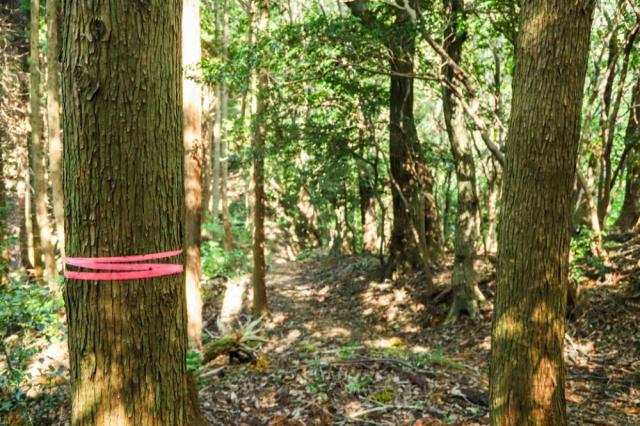 写真：赤い紐が幹についた木が手前にある登山道