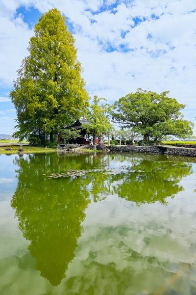 写真：池のほとりの大きなメタセコイアの木。水面に木の影が写り込んでいる