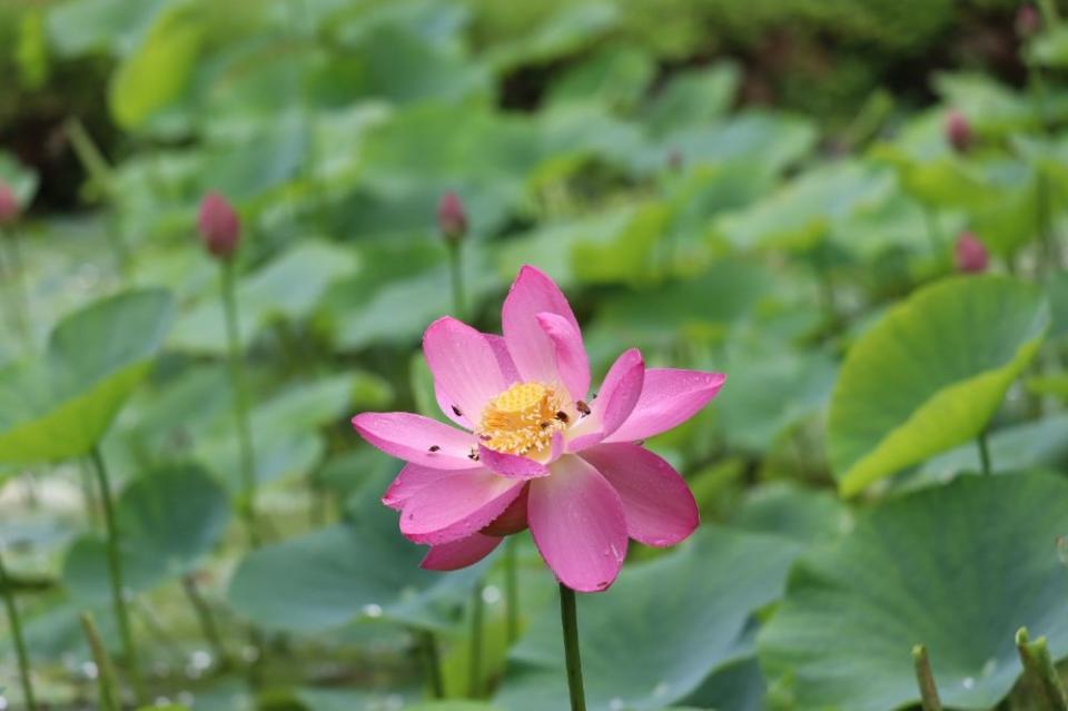 写真：聖光寺のハス池に咲いている二千年ハスの花