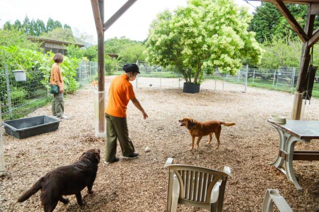 写真：ドッグラン施設の様子。スタッフ2名と犬3匹がいる。画面中ほどにフェンスが設置されている。手前の画面端にテーブル席が見える