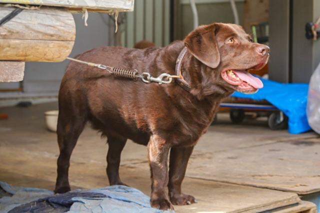 写真：リードでつながれている犬