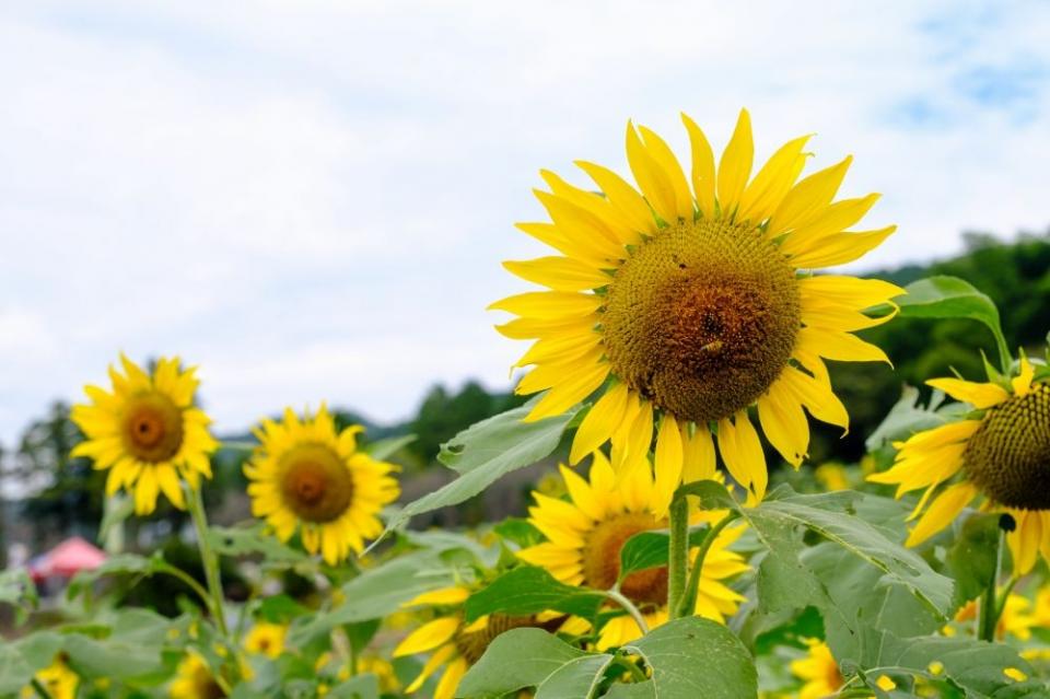 写真：たくさんのヒマワリが大きな花を咲かせている様子