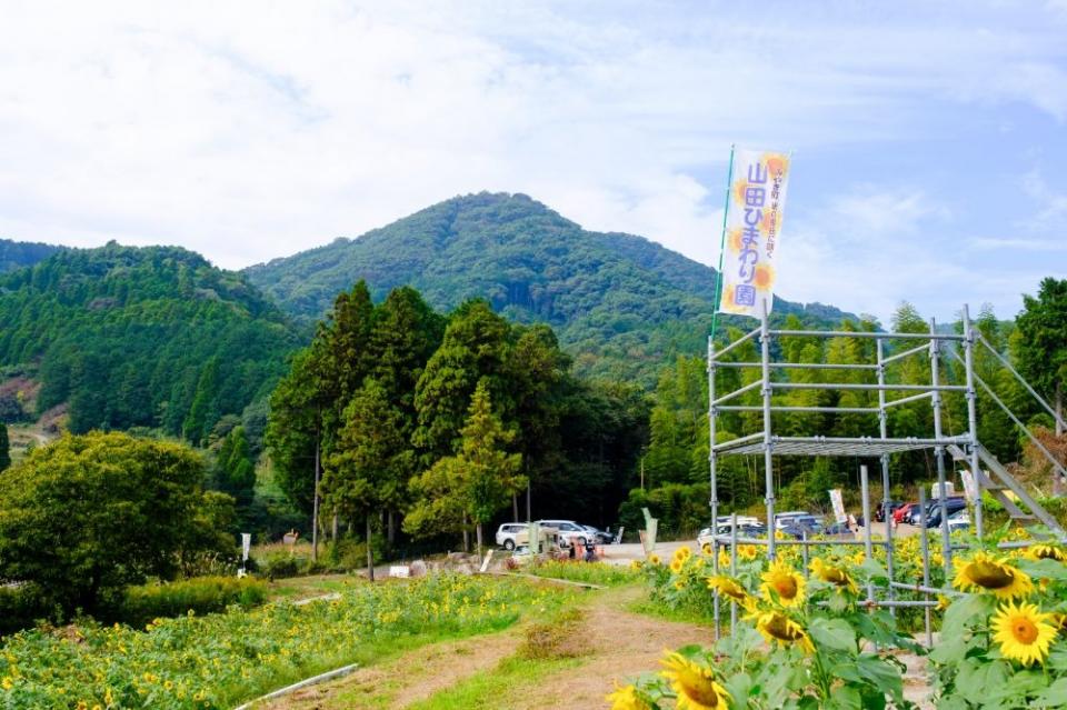 写真：山田ひまわり園の風景。手前にヒマワリ、奥に山がある