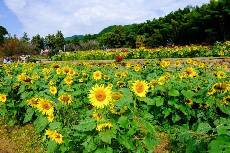 写真：山田ひまわり園の風景