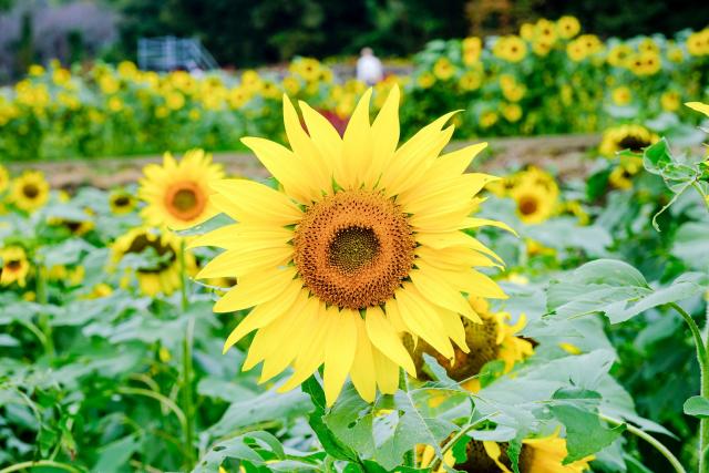 写真：山田ひまわり園のヒマワリ。背景にもたくさんのヒマワリが咲いている