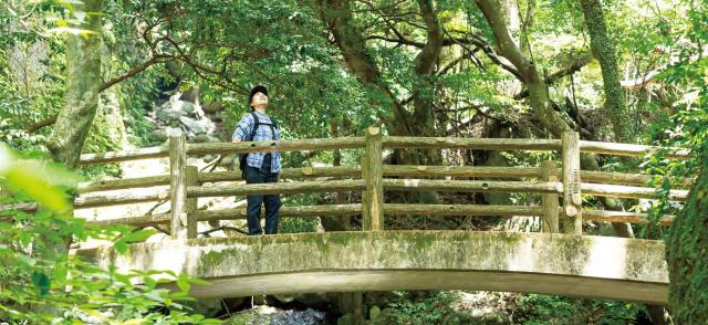 写真：緑に囲まれた小さな橋の上で、頭上に茂っている枝を見上げている女性