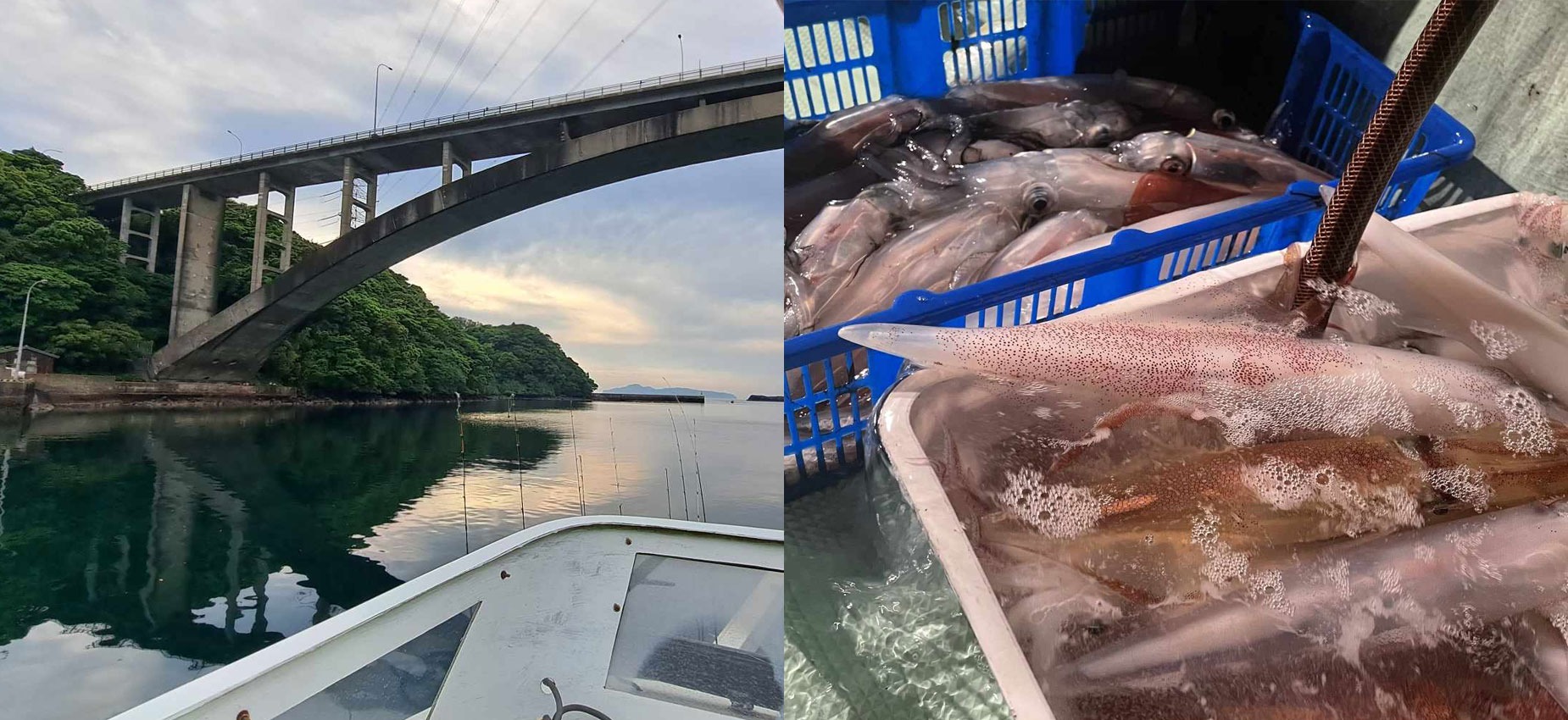 画像：左側にイカ釣り漁船上から見た橋と夕焼けの風景写真、右側に釣り上げたたくさんのイカがプラスチックのかごに入れられている様子の写真を組み合わせたもの