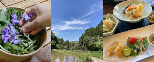 左端に山菜を箱詰めしている手元の写真、中央に山菜園の風景の写真、右端に山菜会席の写真の集合画像